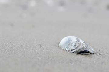 shell on sand with free background