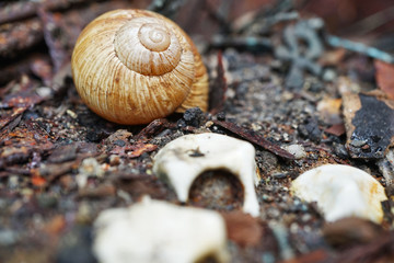 Verlassenes Weinbergschneckenhaus