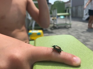 Beetle on a finger