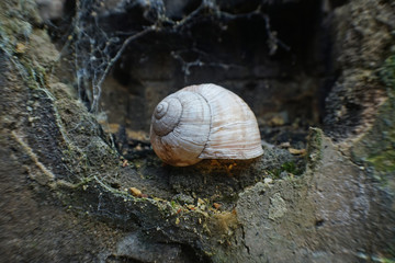Verlassenes Weinbergschneckenhaus