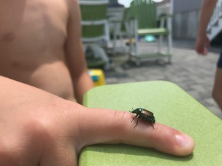 An insect is on a little boys finger