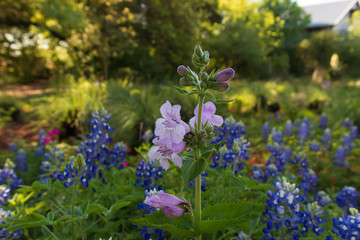 Bluebonnets in a field