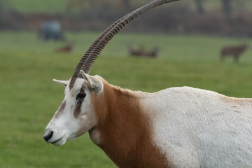 Close up portrait of a scimitar horned oryx (oryx dammah).