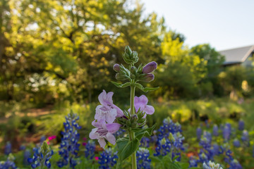 White with purple foxglove flower close-up with Bluebonnets in background