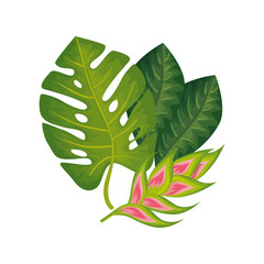 flower heliconia with leafs isolated icon vector illustration design