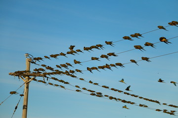 muchas aves en cables de luz