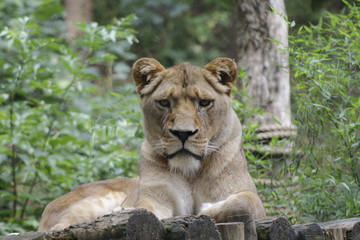 Fototapeta na wymiar Lioness laying down