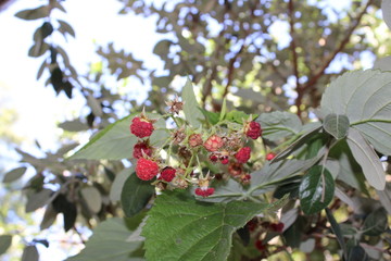 Fototapeta premium red berries of viburnum on branch