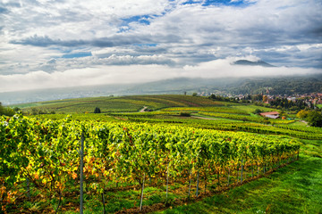 Fototapeta na wymiar Weinanbaugebiet