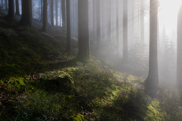 fairytale green forest with snow on foggy morning with snow