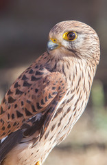 Lesser Kestrel female closeup or falco naumanni