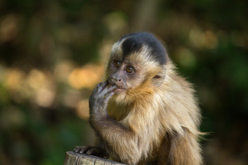 Baby nail monkey sucking fingers 