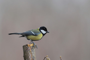 Tit on a branch, with a cut off top, on a gray background ...