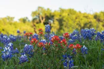 Bluebonnets and Indian Paintbrushes in a field