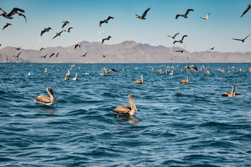 Fototapeta na wymiar Flock of brown pelicans