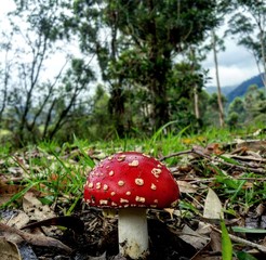 fly agaric in the forest