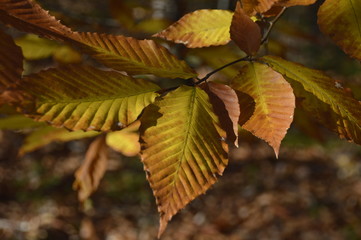 feuilles aitomne