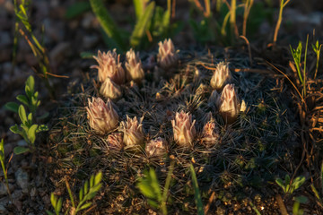 Little nipple cactus, close-up