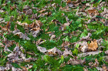 Fallen oak leaves. On the grass