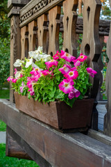 Petunias hanging from a balcony. Pot of petunias hanging from a balcony with a wooden railing
