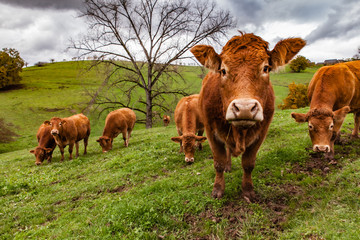 Allassac (Corrèze, France) - Elevage de limousines