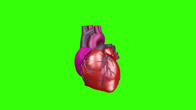 Beating human heart on green screen. Heart beat rhythmic action. Heart functioning anatomy for medical students