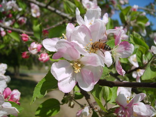 Closeup of a honey bee on an apple blossom, springtime, Arkansas