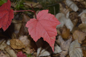 feuille rouge