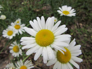 Closeup of ox-eye daisies blooming wild in a country meadow in springtime