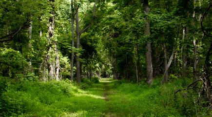 Fototapeta premium path in the forest