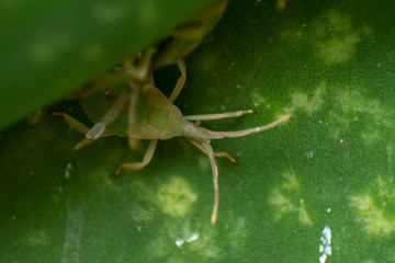 Chelinidea