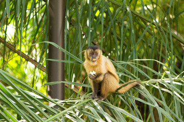 Baby nail monkey cub eating banana