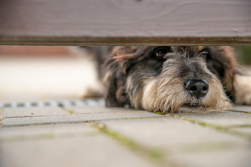 Dog guarding the house looks out into the gap under the wooden fence