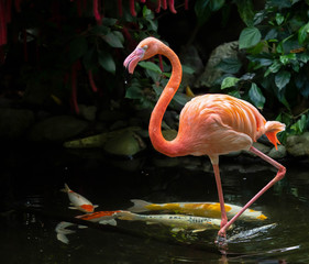 Koi swimming with the Pink Flamingo