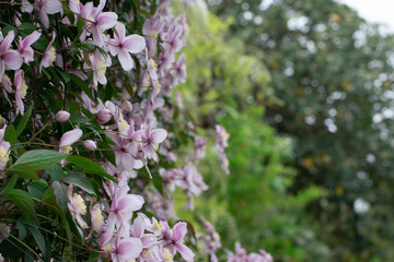 flowers in the garden