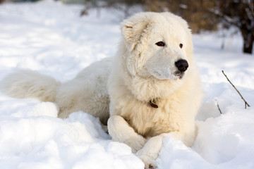 White young Sheepdog Portrait