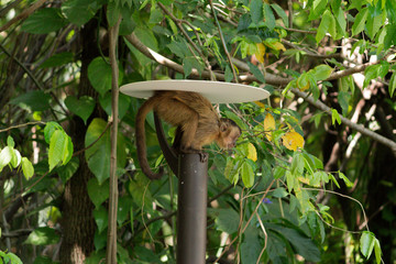 Nail monkey cub sitting in post light