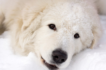 White young Sheepdog Portrait