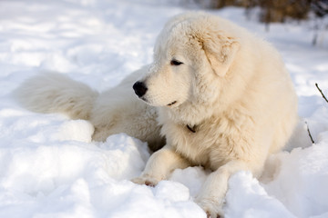 White young Sheepdog Portrait