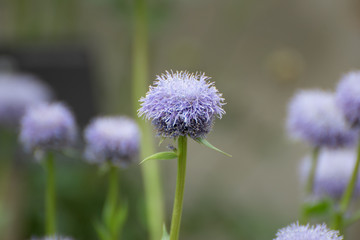 flower in a field