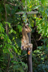 upside-down monkey nail eating apple