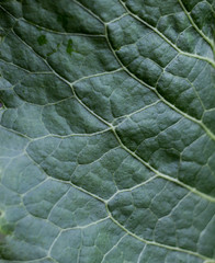 Green leaves with water drops. Fresh and green greenery photo, eco and morning dew nature illustration. bright and bokeh effect macro leaf photo