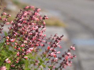 ピンクもセージの花