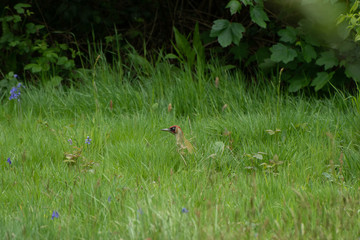 Bird in the grass