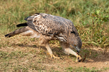 Crested Serpent Eagle (Spilornis cheela) Eating a Snake, Udawalawe National Park, Sri Lanka