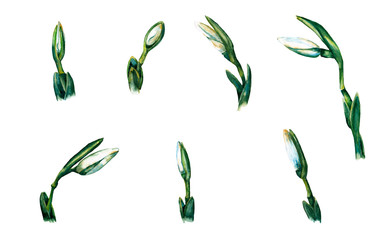 Realistic spring snowdrop flowers buds. Set of germinating forest primroses. Watercolor hand painted elements isolated on white background.