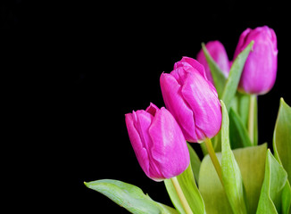 vibrant violet colored tulip flowers on plain black background, studio shot