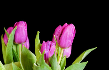 vibrant violet colored tulip flowers on plain black background, studio shot