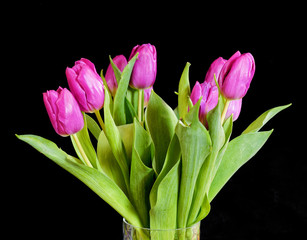 vibrant violet colored tulip flowers on plain black background, studio shot