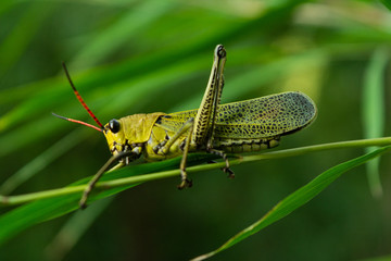 saltamontes